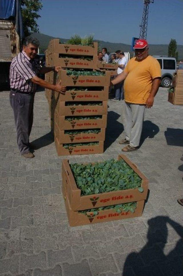 Kışlık Sebze Fideleri Dağıtıldı 1