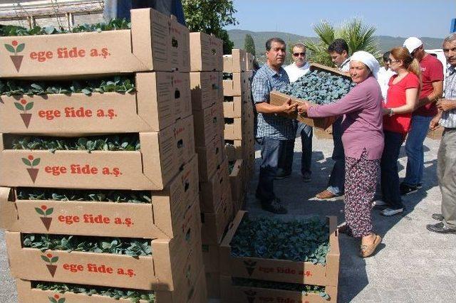 Kışlık Sebze Fideleri Dağıtıldı 2