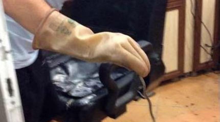 Berbere Giren Yılan Esnafa Zor Anlar Yaşattı