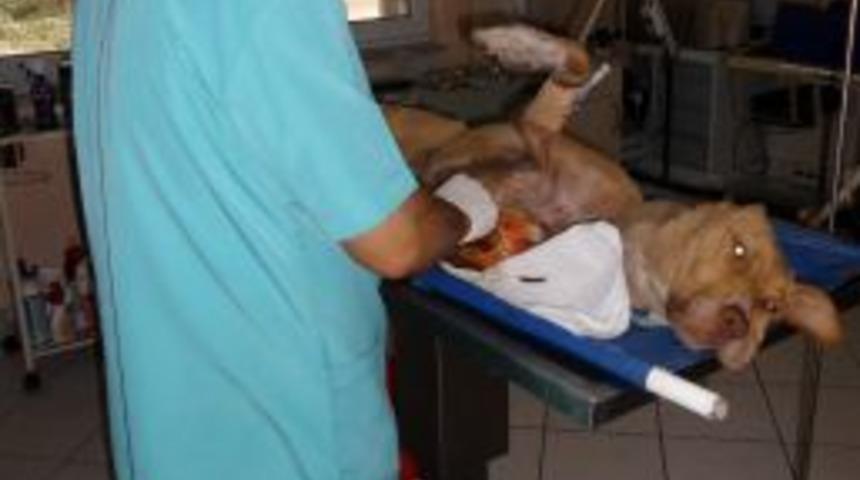 Maganda, 8 Yavrusu Bulunan K&ouml;peği Av T&uuml;feğiyle Vurdu