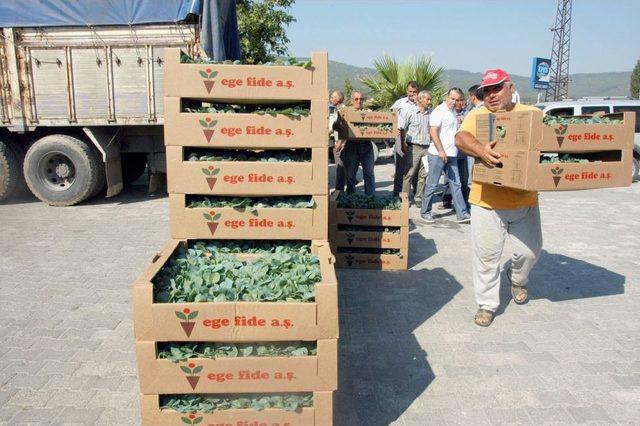 Muğla'da Kışlık Sebze Fideleri Dağıtıldı