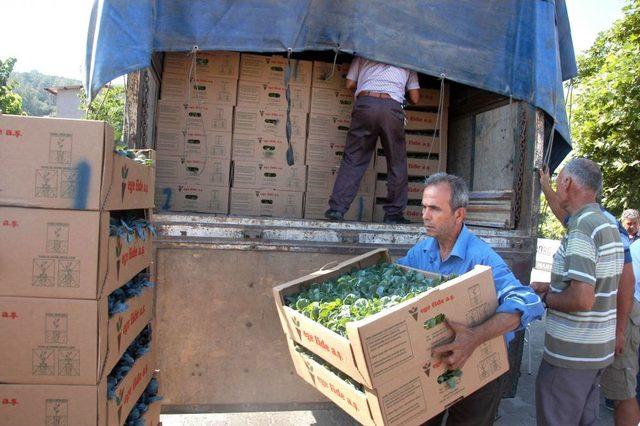 Muğla'da Kışlık Sebze Fideleri Dağıtıldı