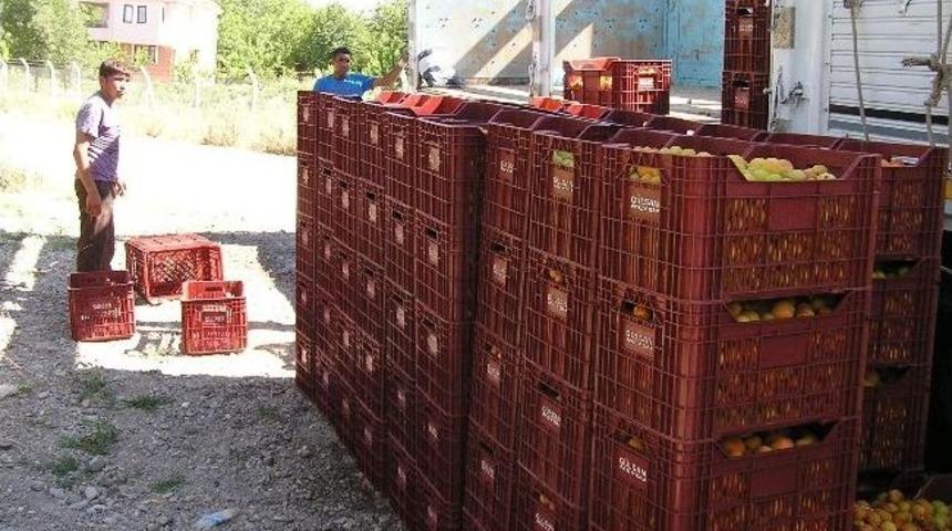 Iskarta Kayısılar Farklı İllerdeki Fabrikalara G&ouml;nderiliyor