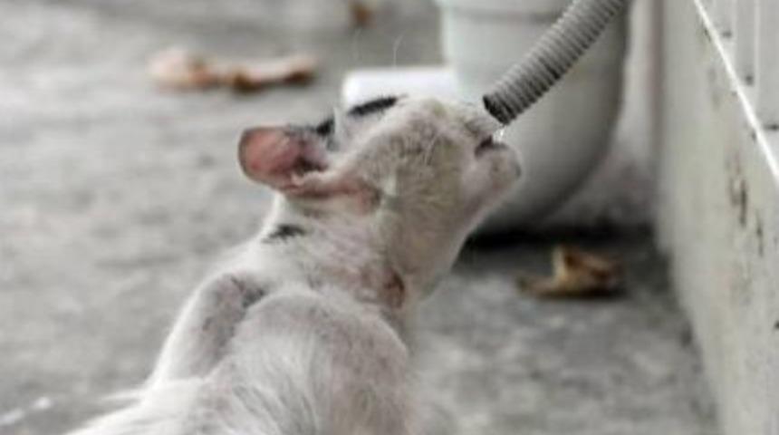 Başkan Akaydın, &ldquo;hayvanlar İ&ccedil;in Bir Kap Su&rdquo;