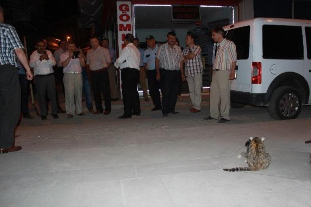 Gece Yarısı Yavru Kedi Operasyonu
