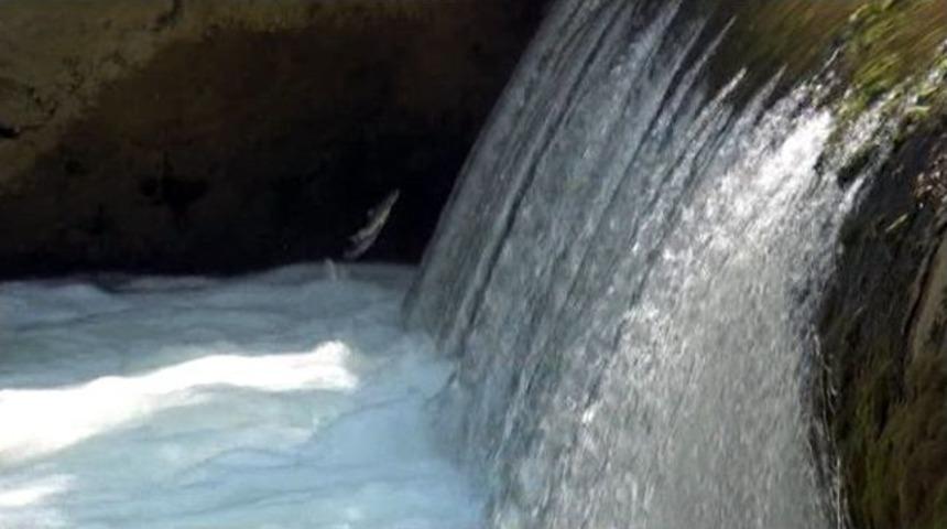 (&ouml;zel Haber) Tatlı Su Kefallerinin Şelaleyi Aşma M&uuml;cadelesi