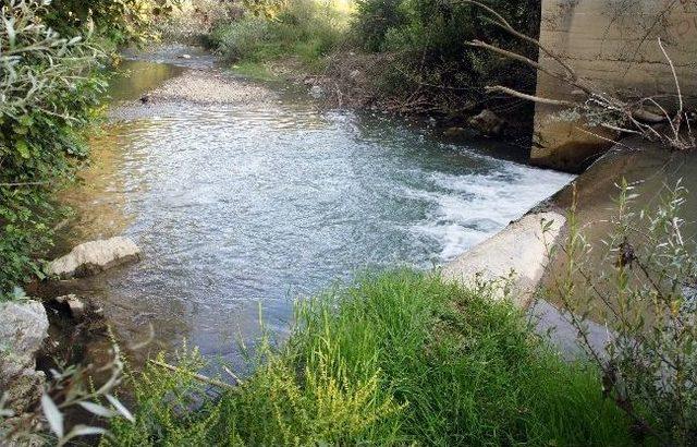 (özel Haber) Tatlı Su Kefallerinin Şelaleyi Aşma Mücadelesi