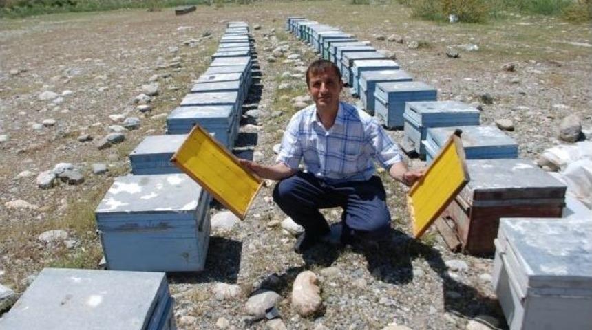 &Ccedil;&ouml;z&uuml;m S&uuml;reci Batmanlı Arıcıları Sevindirdi