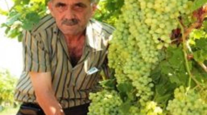 Sarıg&ouml;l&rsquo;de &Uuml;z&uuml;mde Verim Az, Kalite G&uuml;zel