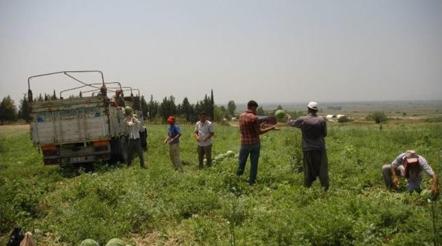 Karpuz, &Uuml;reticisinin Y&uuml;z&uuml;n&uuml; G&uuml;ld&uuml;rd&uuml;