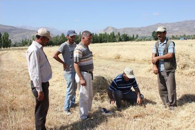 Erzincan’da Hububat Hasadı Denetimleri