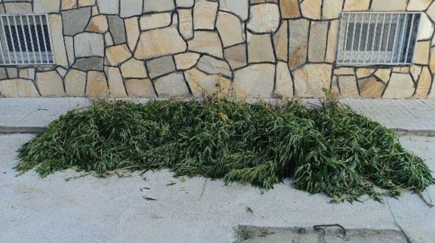 7 Kat Teraslama İle Kenevir Yetiştirdi