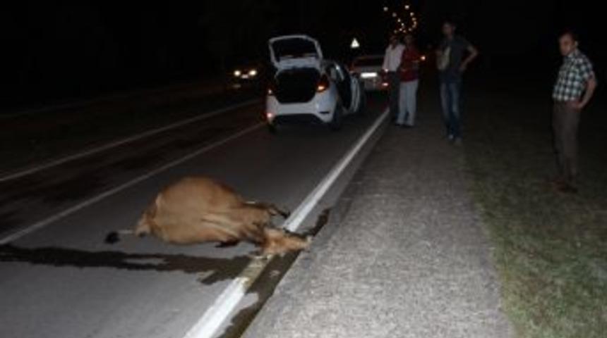 Uluslararası Havaalanının Etrafında Dolaşan Inekler Kaza Yaptırıyor