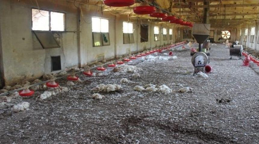 Sedaş Elektriği Kesince 2 Bin 500 Tavuk Telef Oldu