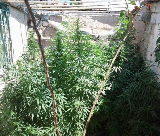 Konya’da Şehrin Göbeğinde Kenevir Yetiştirenlere Operasyon: 15 Gözaltı 2