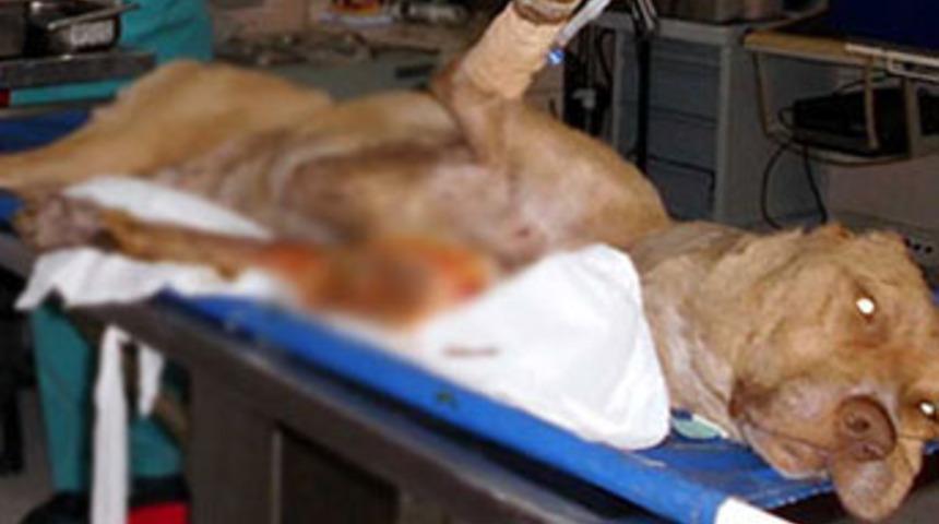 8 yavrulu k&ouml;peği vurdular