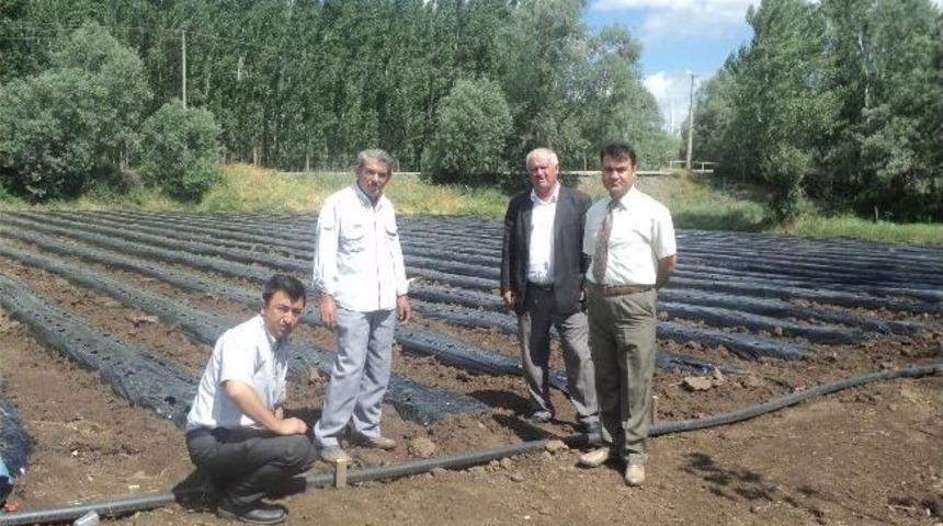 Sorgun&rsquo;da &Ccedil;ilek Ekiminden İlk &Uuml;r&uuml;n Sonbahar&rsquo;da Alınacak