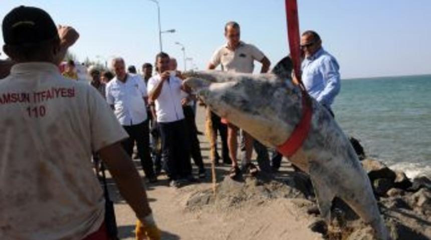 Balık&ccedil;ı Ağlarına Takılan Yunus Mert Plajı'nda Karaya Vurdu