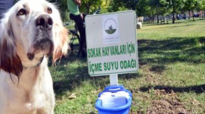 Sokak Hayvanları I&ccedil;in 5 Bin Su Kabı Dağıtıldı