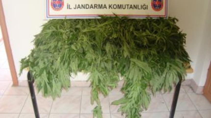 Jandarmadan Kenevir Operasyonu