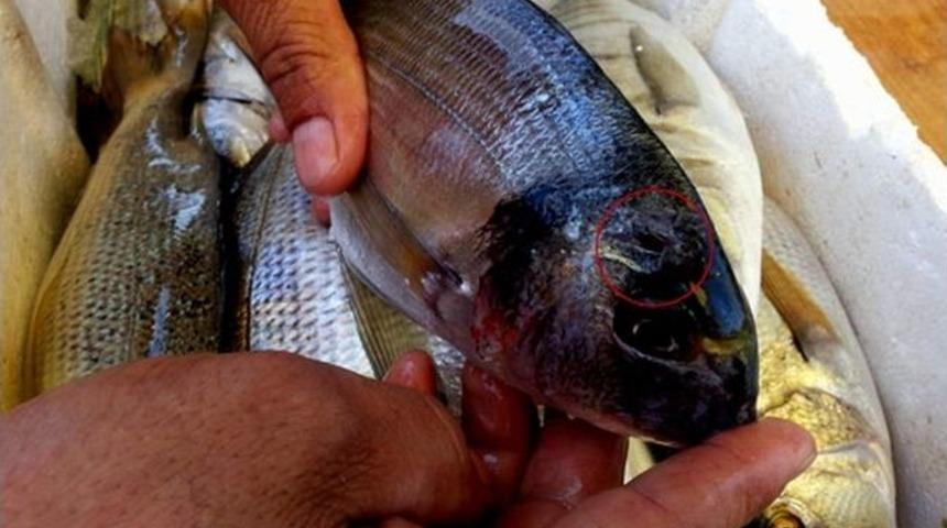 Aydın&rsquo;da Su &Uuml;r&uuml;nleri Denetimleri Artarak Devam Ediyor