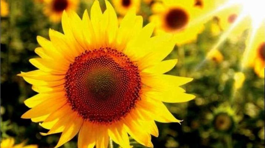 Erdem; &ldquo;t&uuml;rkiye Ve Aydın Tarımı B&uuml;y&uuml;yor&rdquo;