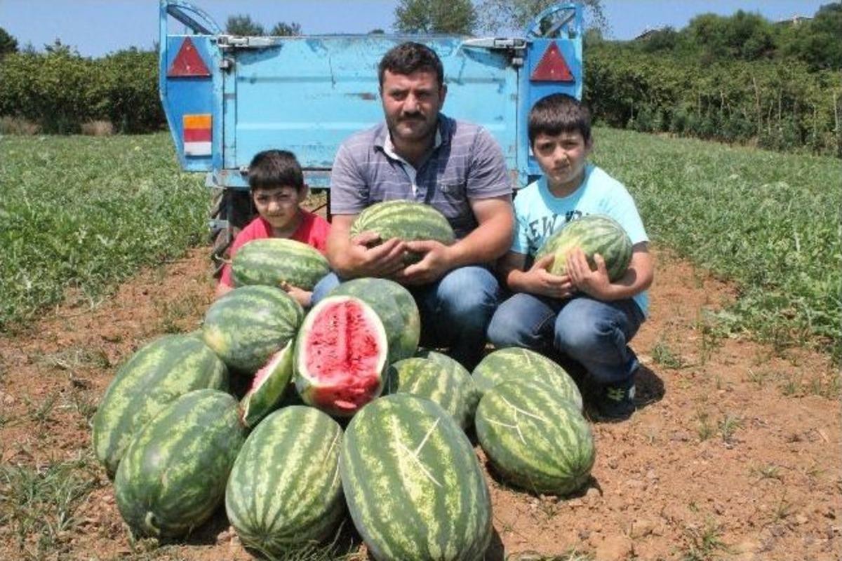 Trabzon&lsquo;da Denize Sıfır Karpuz Tarlası
