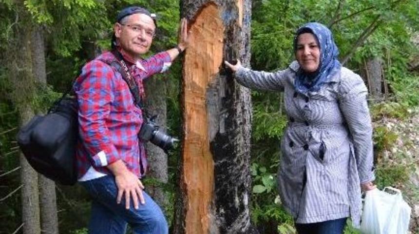 &Ccedil;ıra Ve Sakız İ&ccedil;in Ağa&ccedil;lara Zarar Veriliyor