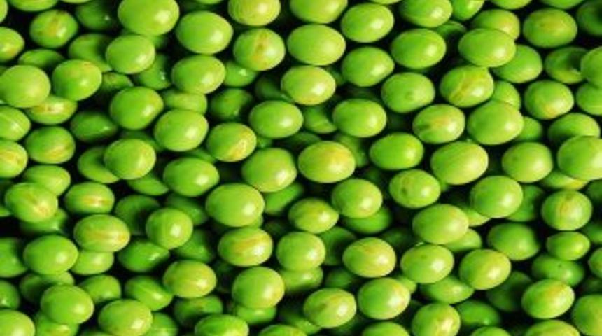 (&ouml;zel Haber)kuru Bezelye Tok Tutuyor