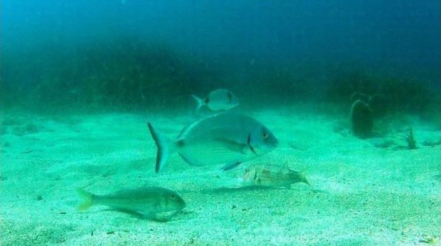 Sualtı Araştırmaları Derneği&rsquo;nden İspanya&rsquo;da İnceleme