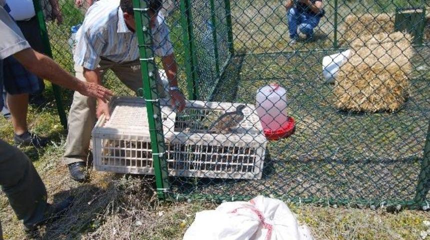 300 Adet Keklik Doğaya Bırakıldı