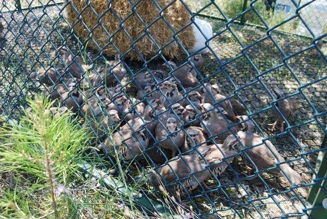 300 Adet Keklik Doğaya Bırakıldı 1