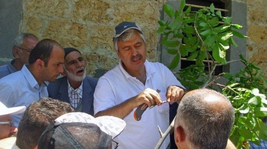 Yeşildere K&ouml;y&uuml;nde Ceviz Kursu Verildi