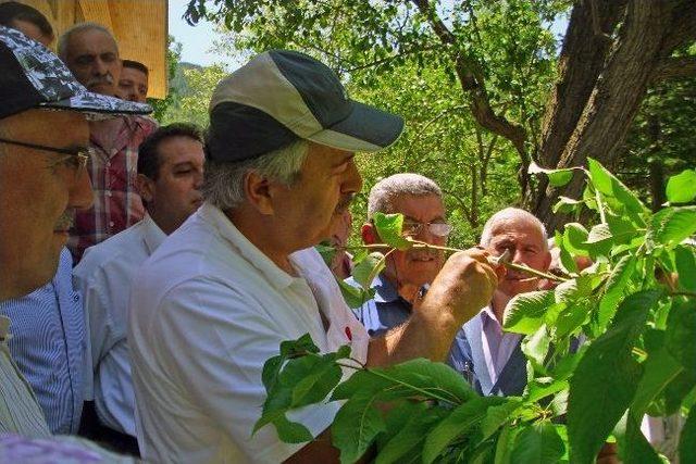 Yeşildere Köyünde Ceviz Kursu Verildi