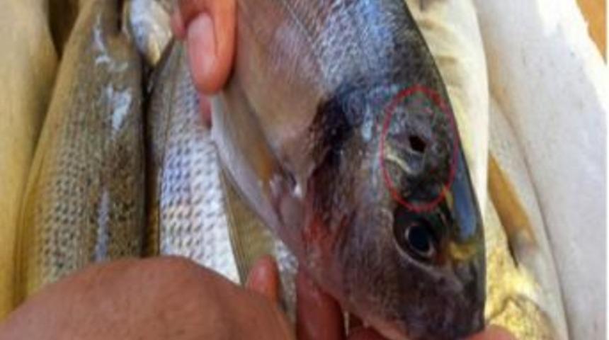 Aydın'da Su &Uuml;r&uuml;nleri Denetimleri Devam Ediyor