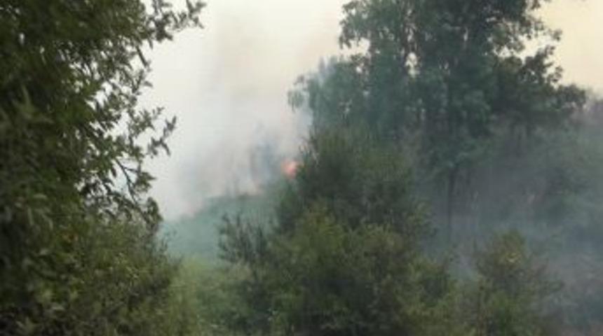 Beykoz&rsquo;da Orman Yangını
