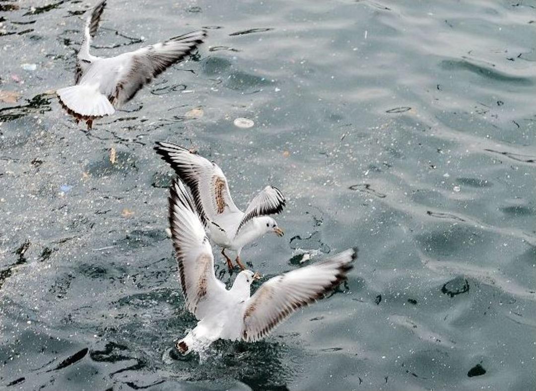 Ramazan Martılara Yaradı