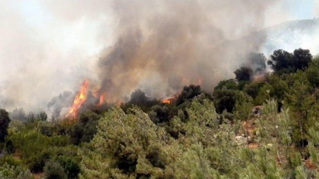 Bilecik'de Orman Yangını