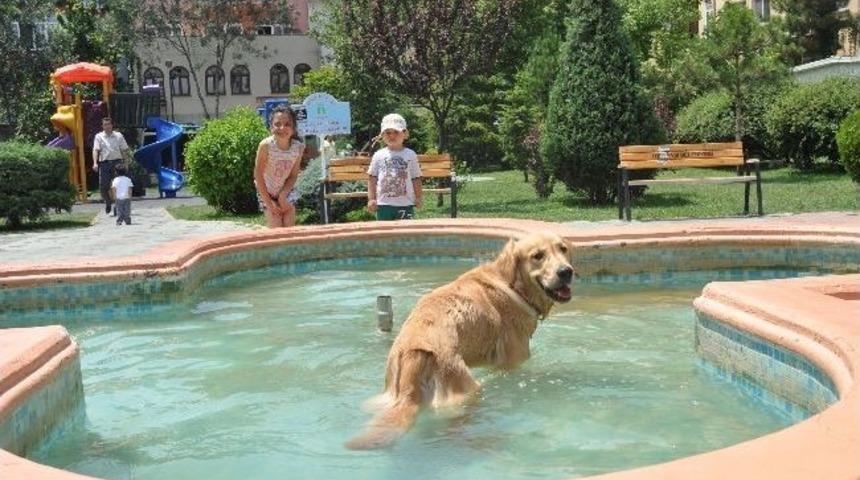 Leon&rsquo;un Havuz Keyfi