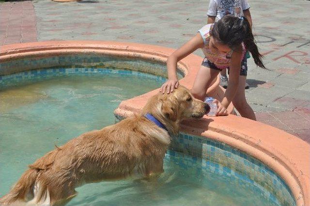 Leon&rsquo;un Havuz Keyfi 1