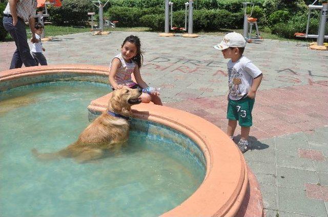 Leon&rsquo;un Havuz Keyfi 2