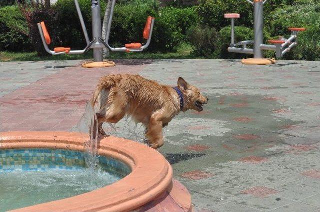 Leon&rsquo;un Havuz Keyfi 3