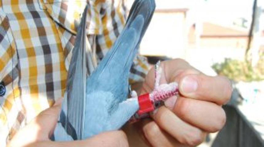 Blue Star 900 Kilometrelik Mesafeyi 36 Saatte U&ccedil;arak Evine D&ouml;nd&uuml;