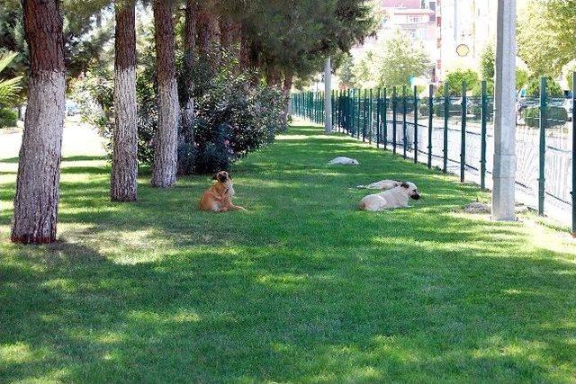 Vatandaşlar Serin Yerlere Akın Ediyor