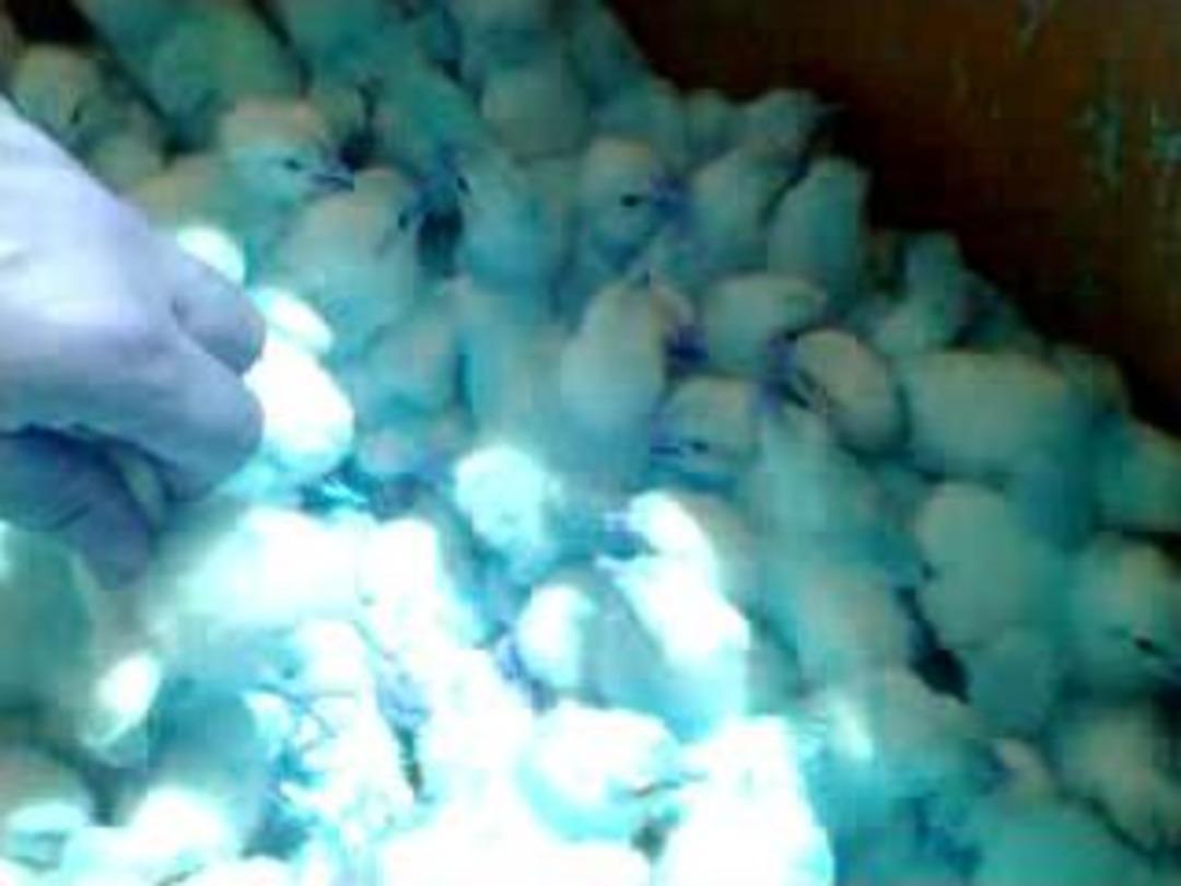 Civciv Katliamı İddiası