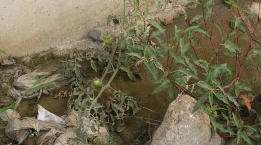 Betonla Kaplanmış Dere Yatağında &Ccedil;&ouml;pler Arasında Yetişen Domates Şaşırttı