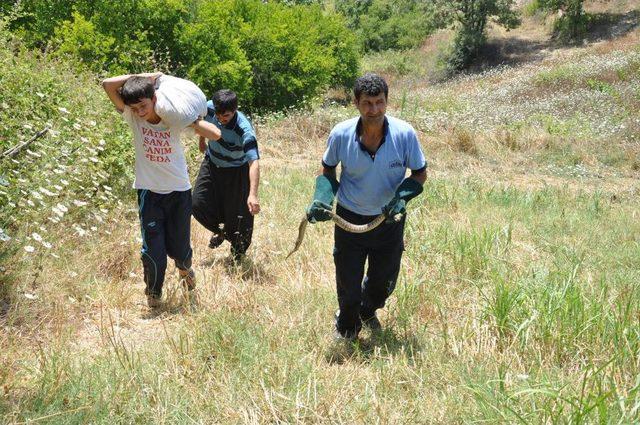 İtfaiyeciler, Su Kuyusuna Düşen Yılanı Kurtarıp Doğaya Saldı