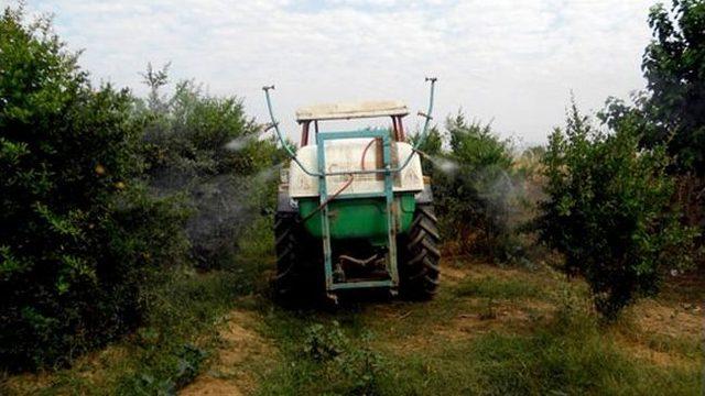 Nar Bahçelerinde Kaolin Kili Uygulaması