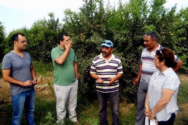 Nar Bahçelerinde Kaolin Kili Uygulaması