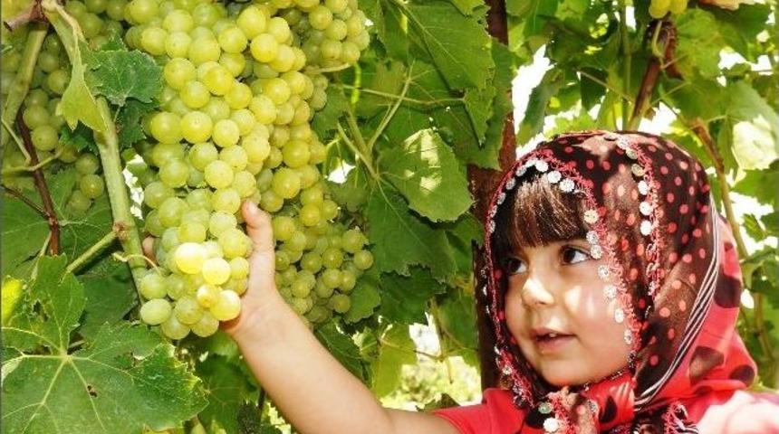 Sarıg&ouml;l Ziraat Odası, &Uuml;z&uuml;m &Uuml;reticilerini Uyardı